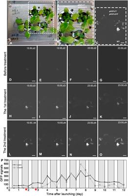 Transcriptomic Analysis of the Interaction Between FLOWERING LOCUS T Induction and Photoperiodic Signaling in Response to Spaceflight